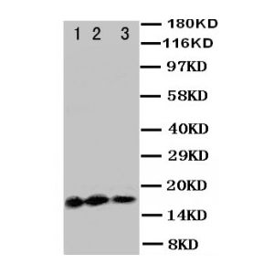 Recombinant Human IL3