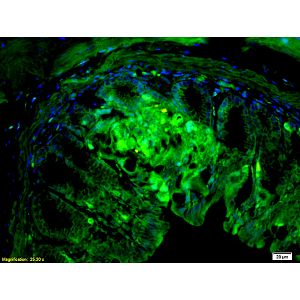 Mouse small intestine tissue