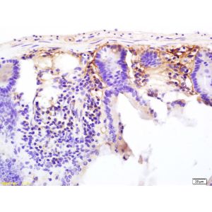Mouse intestine
