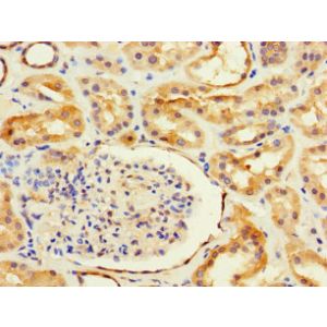 Human kidney tissue