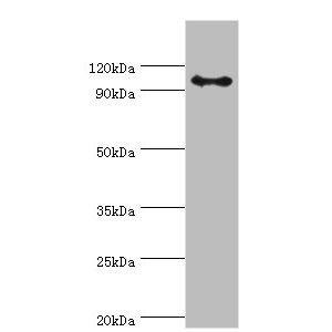 Mouse brain tissue