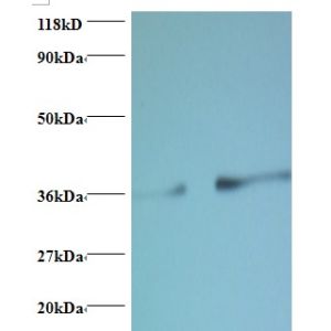 EC109 , 293T