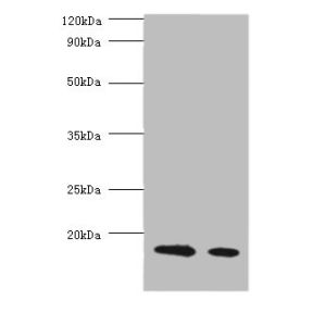 Bovine milk b-Lactoglobulin, Bovine milk beta-Lactoglobulin