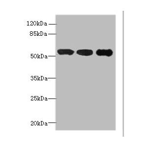 Mouse heart tissue, A549 whole cell lysate, Hela whole cell lysate