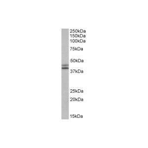 HepG2