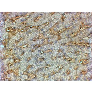 Paraffin embedded Human Liver