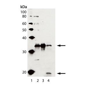 HeLa Cell Lysate, Jurkat Cell Lysate, Jurkat + Staurosporine