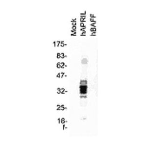 HEK 293 cells