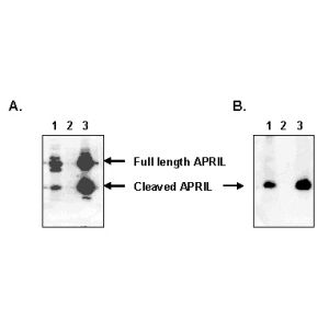 Cell lysate (A) or cell supernatant (B)