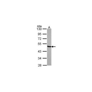 A549 