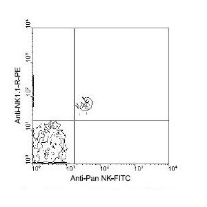 splenocytes from a C57BL/6 mouse