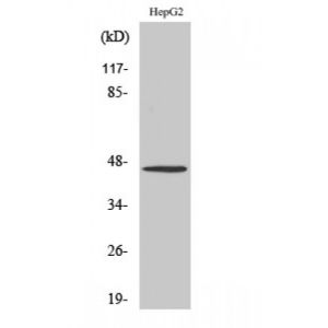HepG2