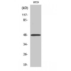 HT29