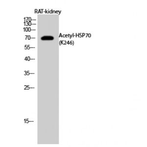 Rat Kidney