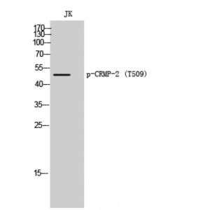 JK-1