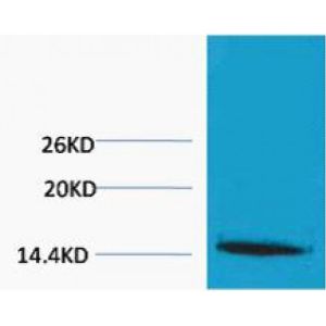 Western Blot