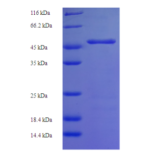 Protein SDS-PAGE