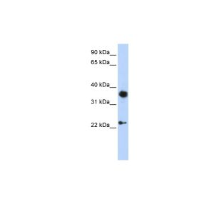 Human HepG2