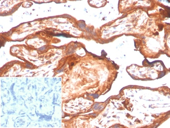 IDO2 Antibody