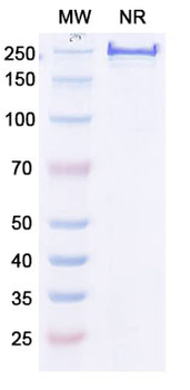 Di-acetylated histone H4/H4K5acK8ac Mouse Monoclonal Antibody