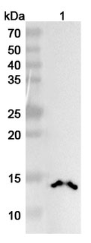 Di-acetylated histone H4/H4K5acK8ac Mouse Monoclonal Antibody