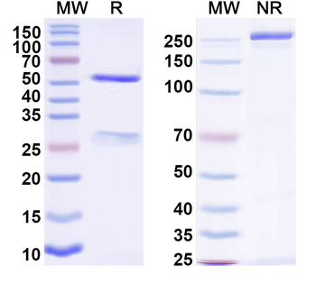 Di-acetylated histone H4/H4K5acK8ac Mouse Monoclonal Antibody