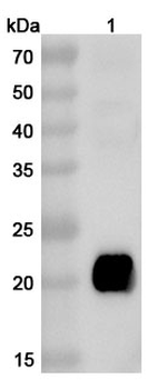 Chicken Allergen Gal d I Rabbit Polyclonal Antibody