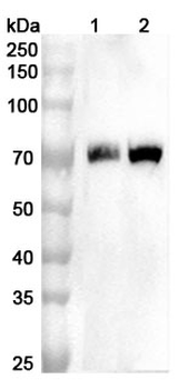 Bovine Bos d 6/ALB Rabbit Polyclonal Antibody
