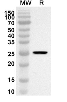 Bovine Bos d 11/CSN2 Rabbit Polyclonal Antibody
