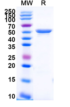 Recombinant Human CD49f/ITGA6 Protein, N-His