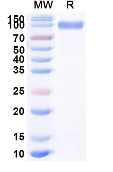 Recombinant Human EGFR/ERBB1/HER1 Protein, C-His