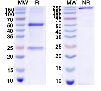LGB/Beta-lactoglobulin Human Monoclonal Antibody