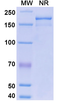 Mouse IgG3 kappa Isotype Control Monoclonal Antibody