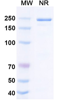 Human IgG4 kappa Isotype Control Monoclonal Antibody