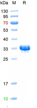 Recombinant Bovine Alpha s1 Casein, N-His Tag