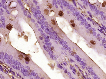 CCL26 Rabbit Polyclonal Antibody