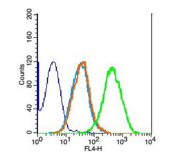 NARG2 Rabbit Polyclonal Antibody