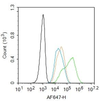 Oct-3/Oct-4 Rabbit Polyclonal Antibody