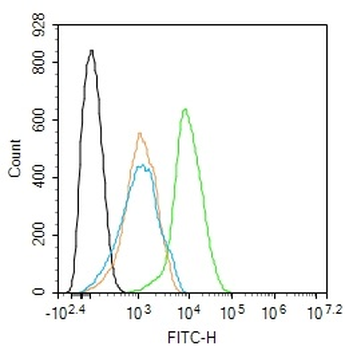 Beta-Actin Mouse Monoclonal Antibody (Loading Control)