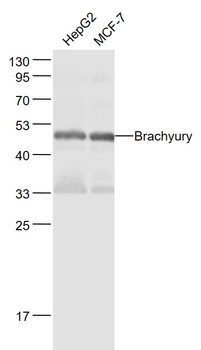 Brachyury Rabbit Polyclonal Antibody
