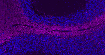 Donkey Anti-Rabbit IgG H&L, Cy5 conjugated