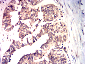 SRC Antibody
