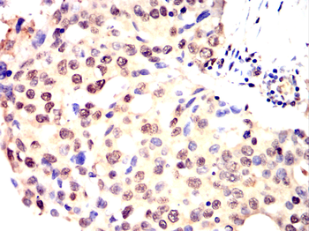 POU5F1 Antibody