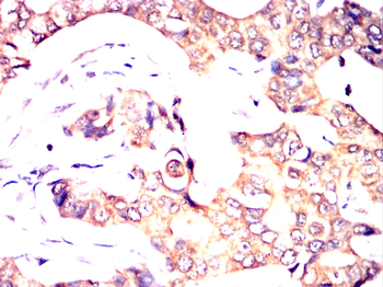 CYP1A1 Antibody