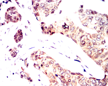 SRC Antibody