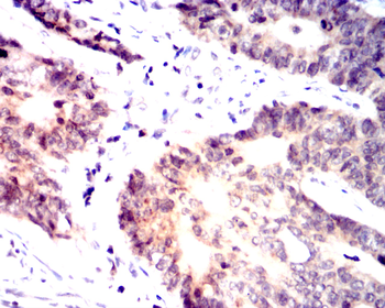 SRC Antibody