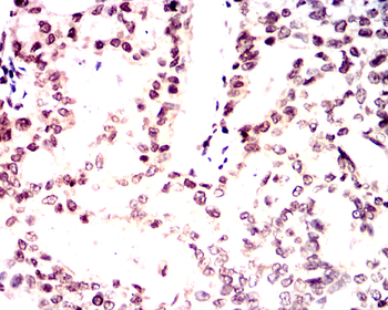 SRC Antibody