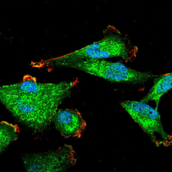 POU5F1 Antibody