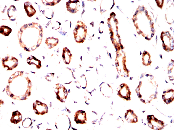 SRC Antibody