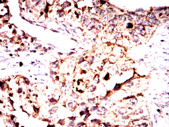 SRC Antibody